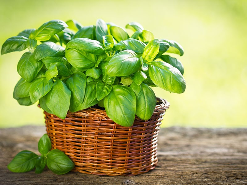 What Does Basil Taste Like Basil