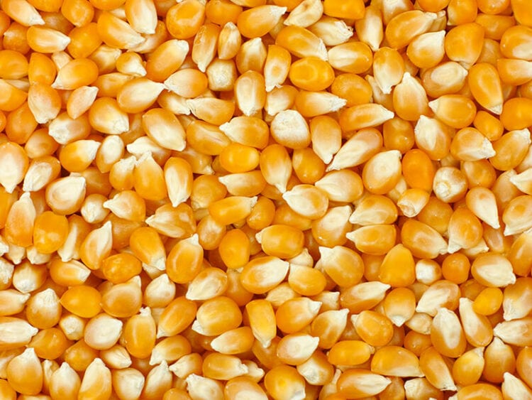 Yellow vs. White Popcorn Notable Differences You Need to Know 2024