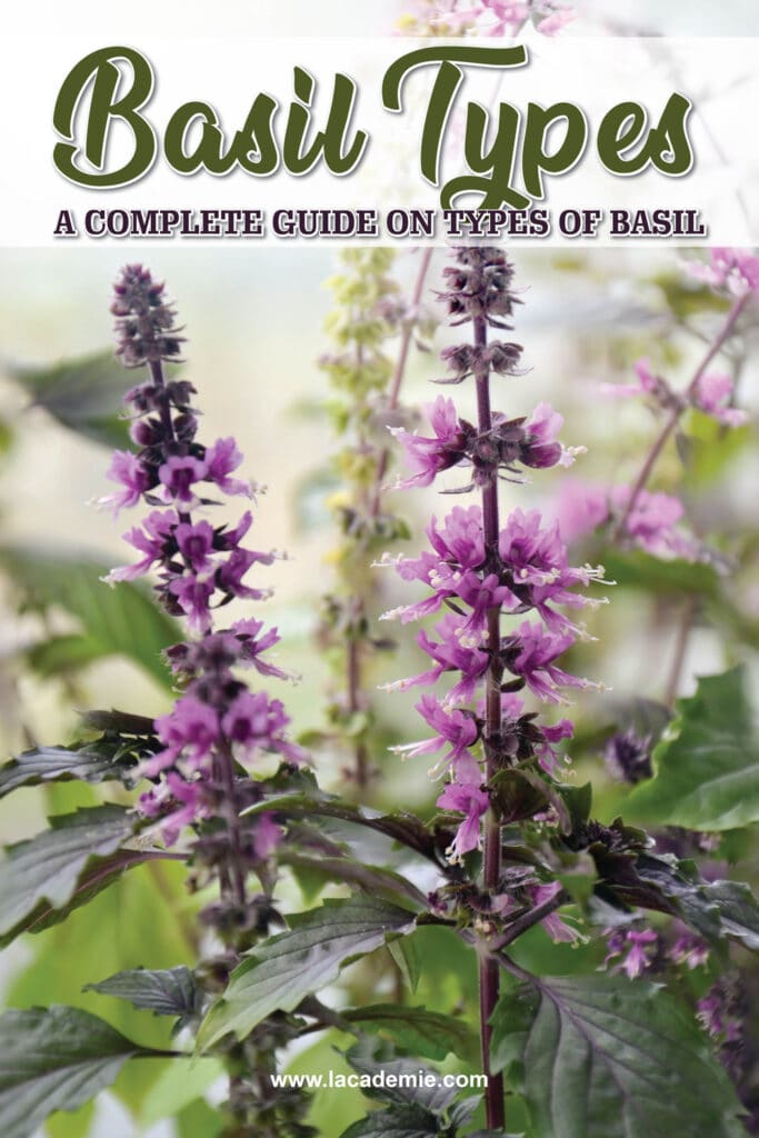 Basil Types