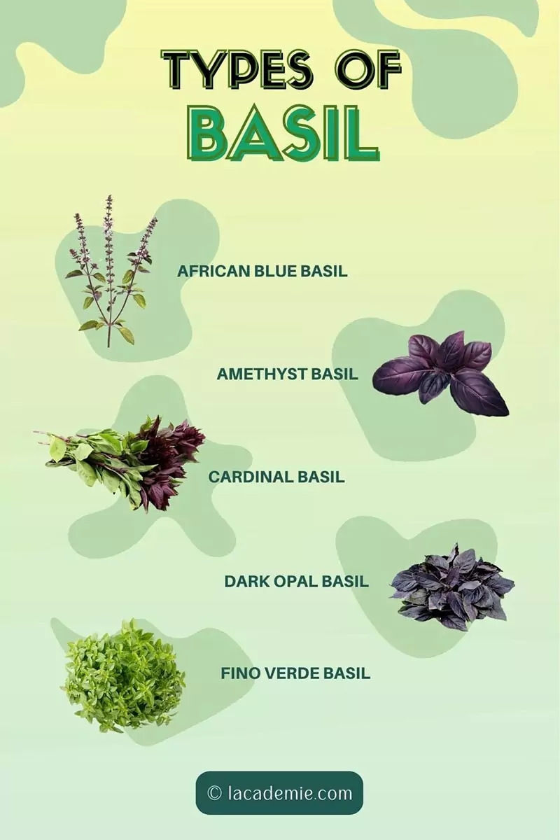 30 Different Types of Basil Explained Your 2024 Guide