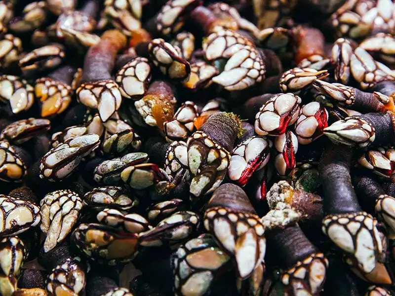 Basque Goose Barnacles