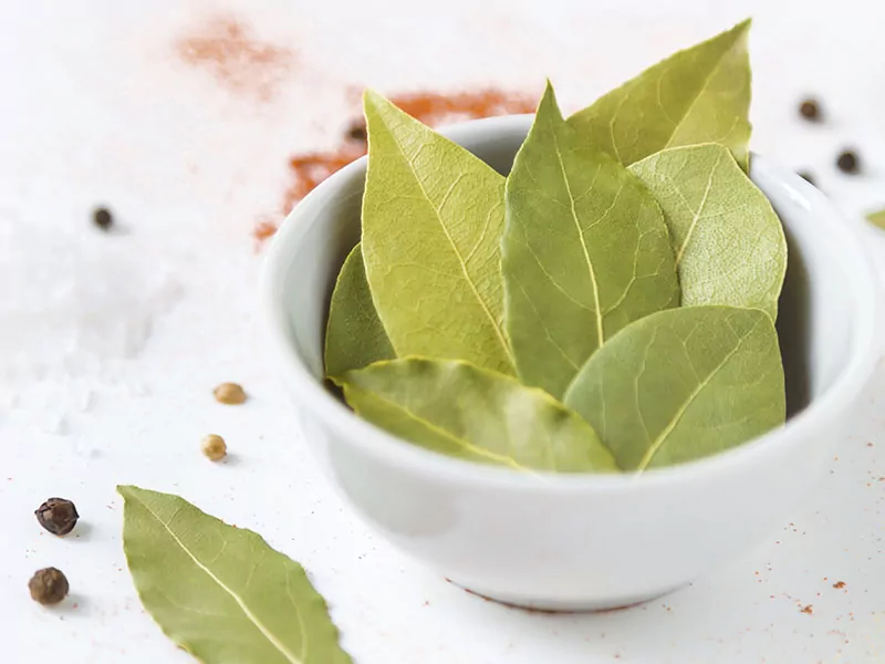 Bay Leaf Vs Basil