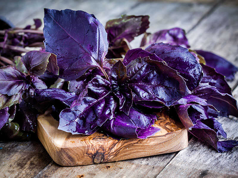 Beam Purple Basil