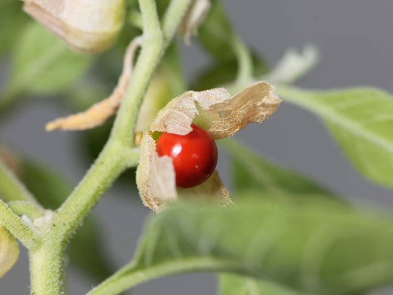 Commonly Known Ashwagandha