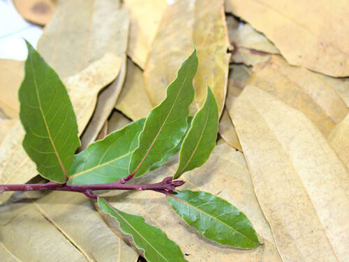 The Ultimate Herb Showdown Bay Leaf Vs Basil - k8cl8h9