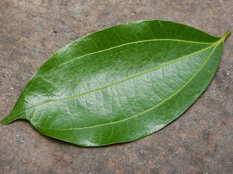 Green Bay Leaf Idukki
