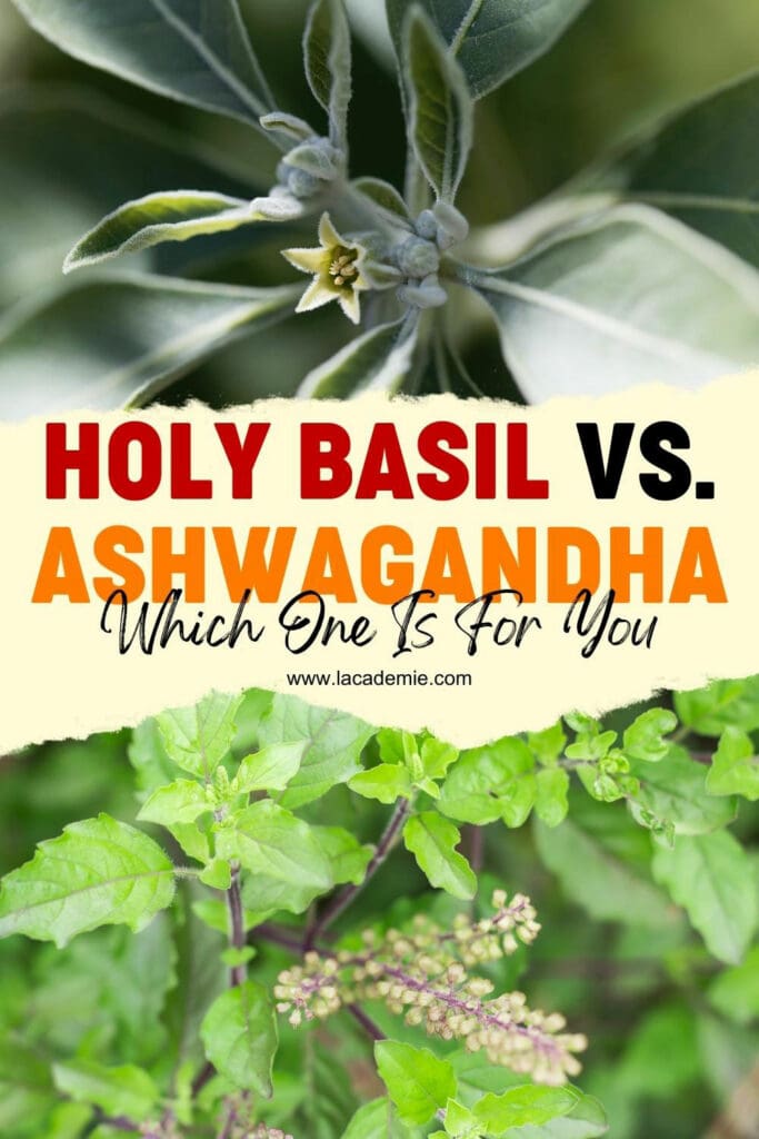 Holy Basil Vs Ashwagandha