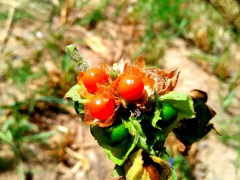 Holy Basil Vs Ashwagandha