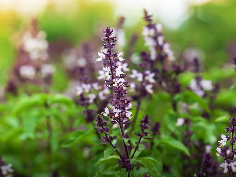 Naturally Growing Tulsi Plant