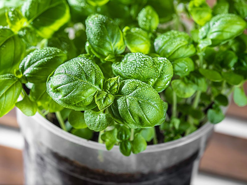 Organic Fresh Green Basil