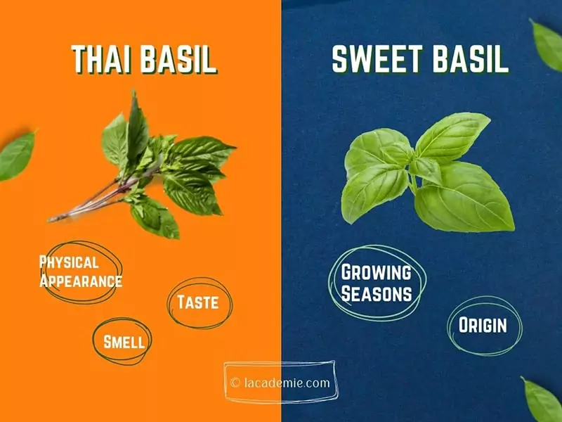 Thai Basil And Basil