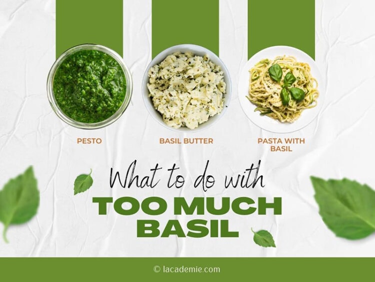 What To Do With Excess Basil Tips & Tricks 2024