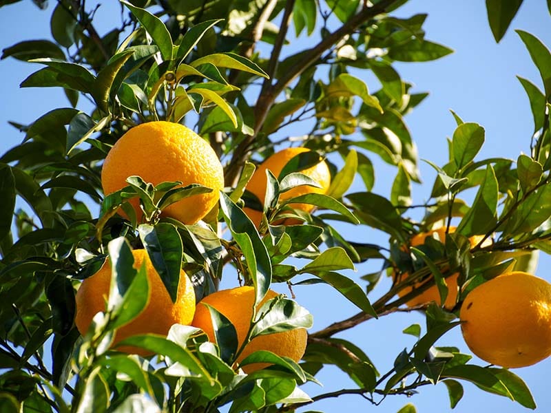 Amanatsu Citrus Fruits