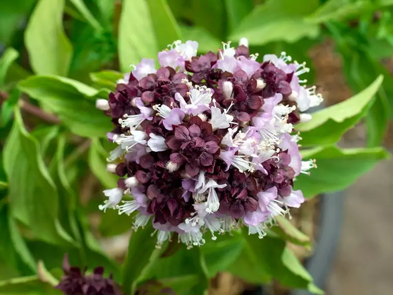 Amazing Basil Flowers