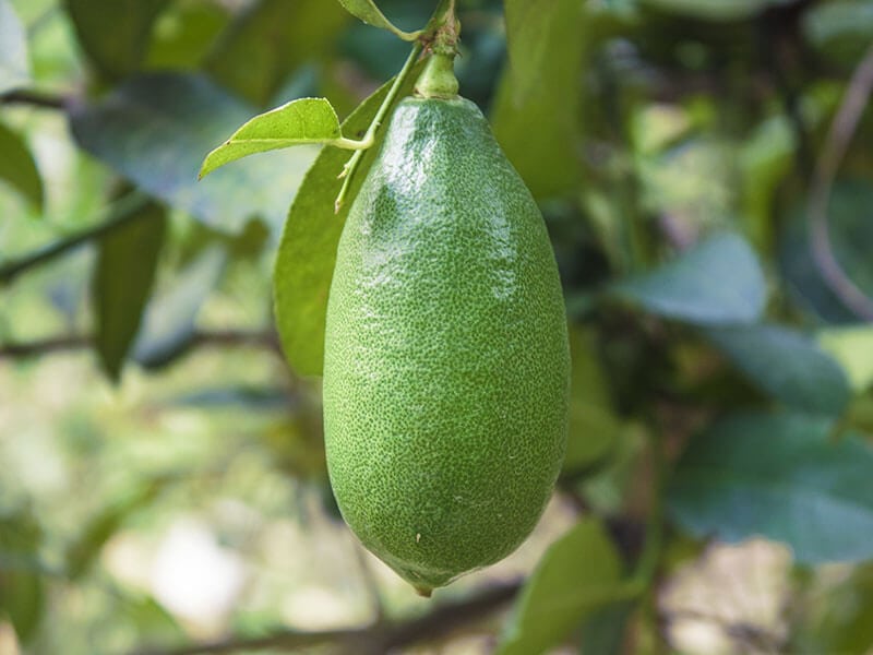 Assam Lemons
