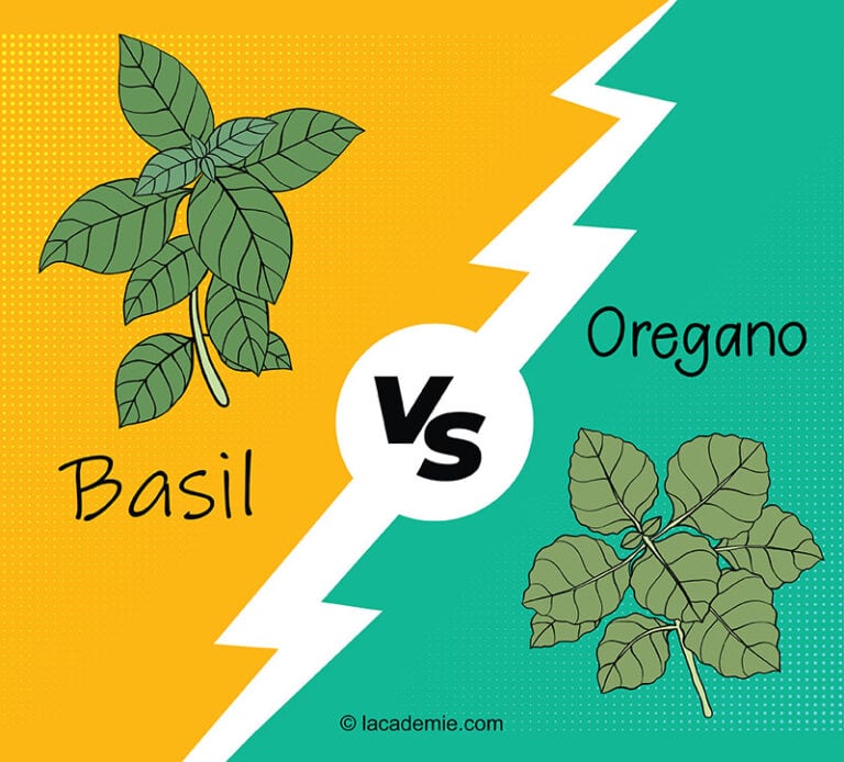 Basil vs. Oregano Key Differences and Uses in 2024