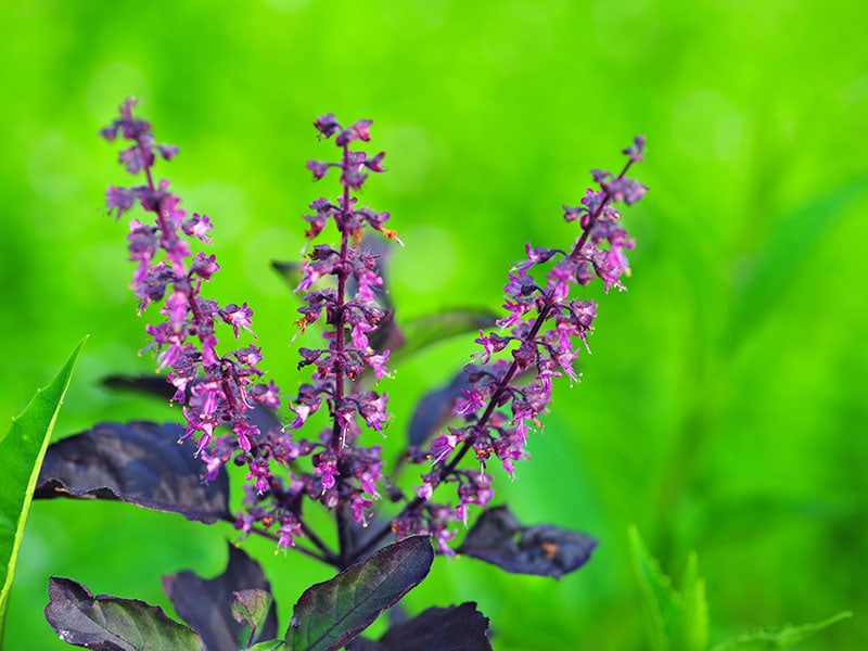 Basil Flowers