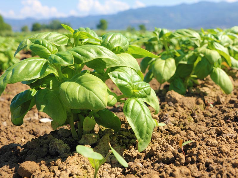 Basil Traditional Italian Dishes