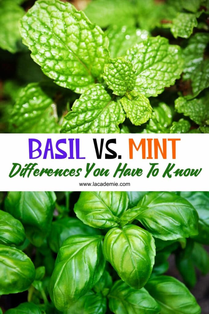 Basil Vs Mint