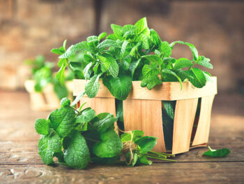 Basil Vs Oregano
