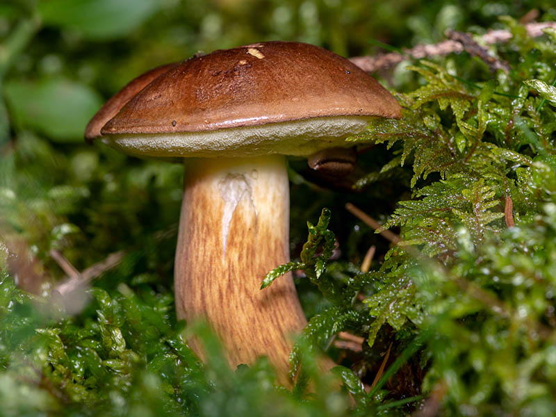 Bay Bolete Mushrooms