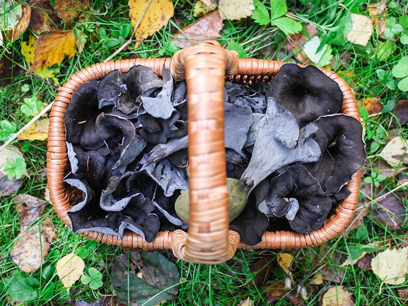 Black Trumpet Mushrooms