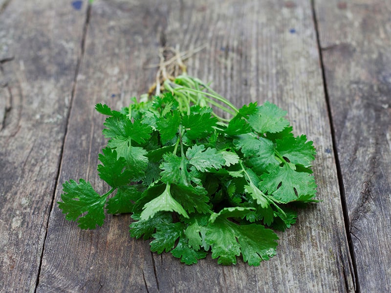 Bunch Fresh Coriader Leaves