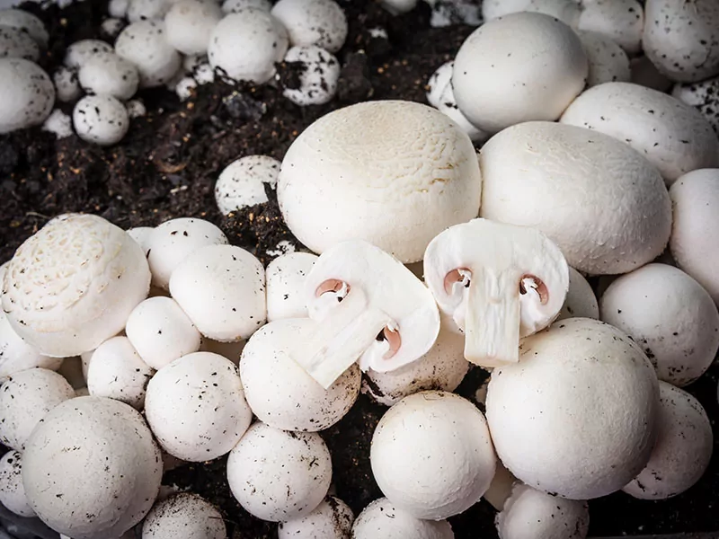 Button Mushrooms