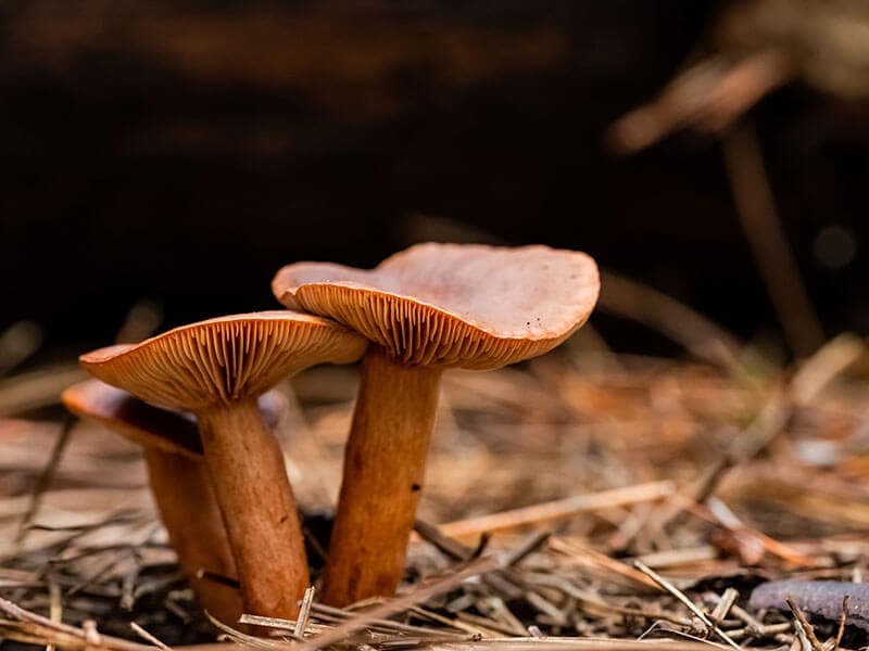 Candy Cap Mushrooms