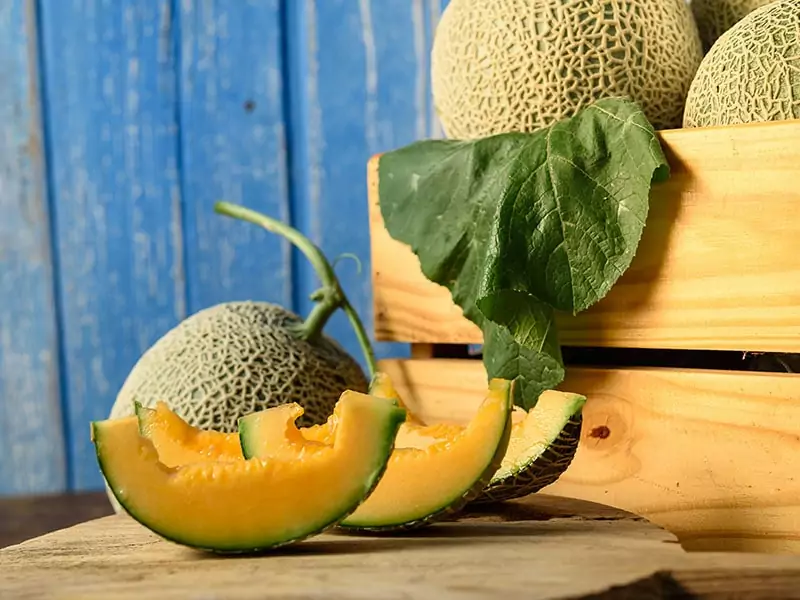 Cantaloupe In Peak Season