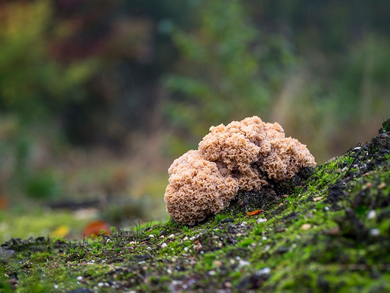 Cauliflower Mushrooms