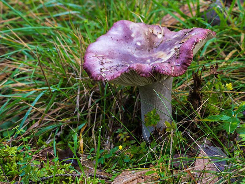 Charcoal Burner Mushrooms