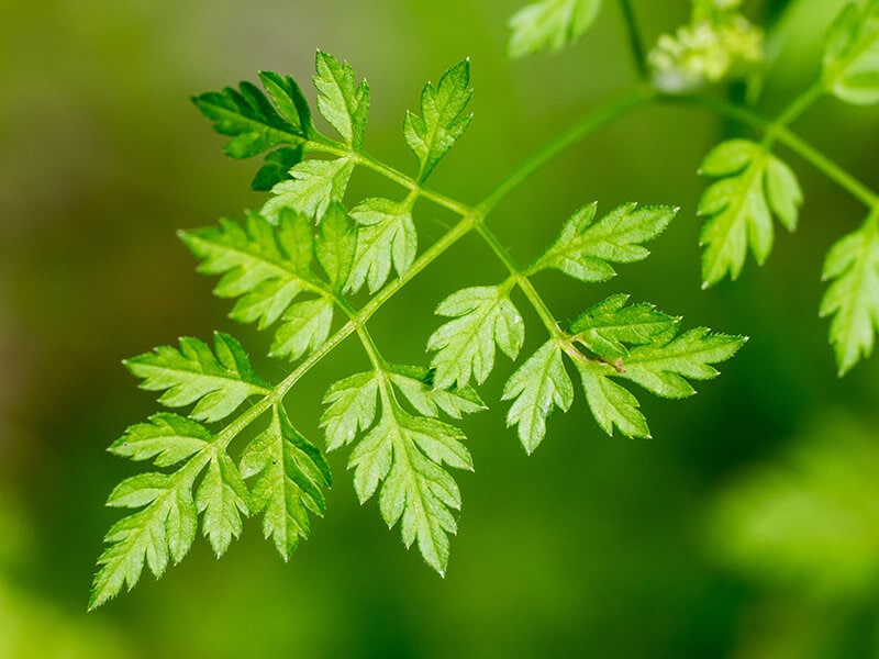 Chervil Leaf