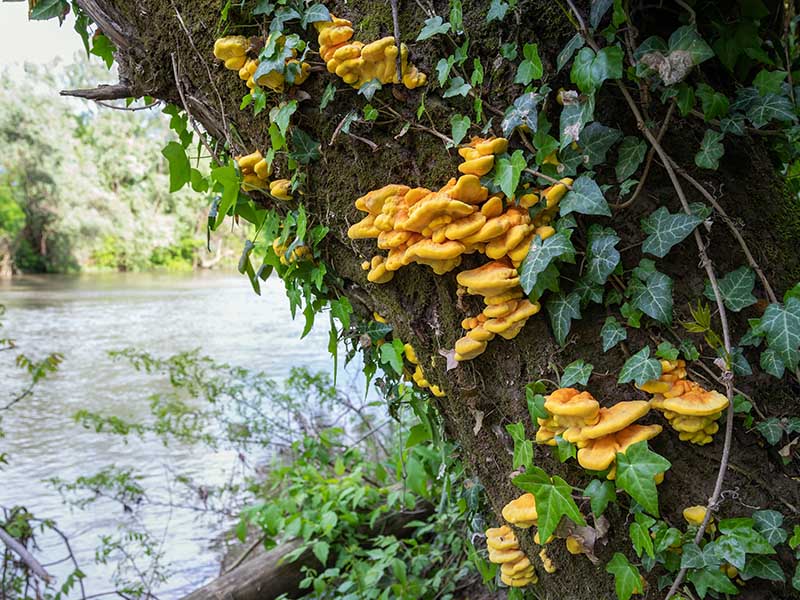 Chicken Of The Woods Mushrooms