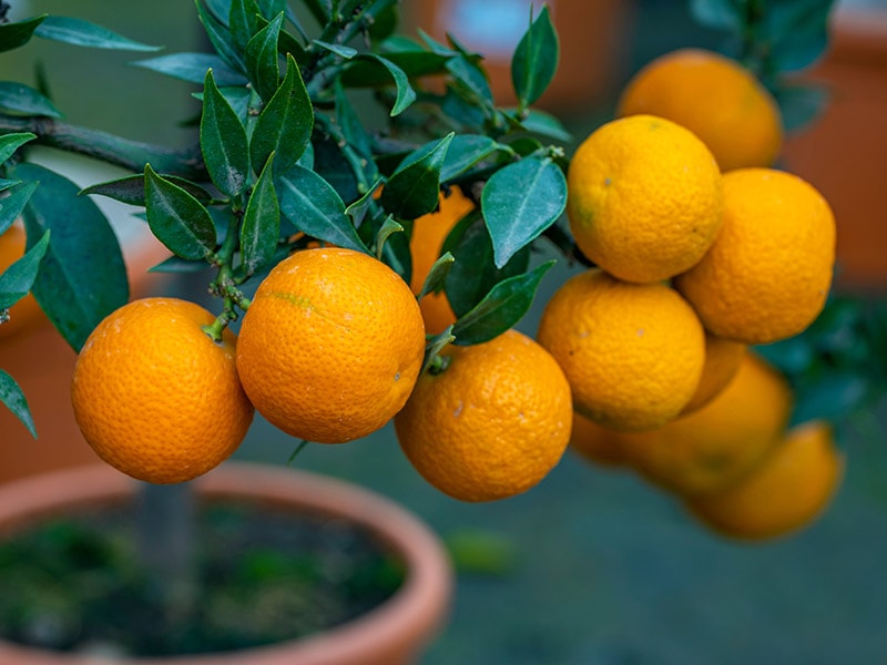 Chinotto Citrus Fruits