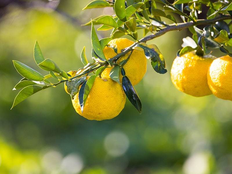 Citron Citrus Fruits