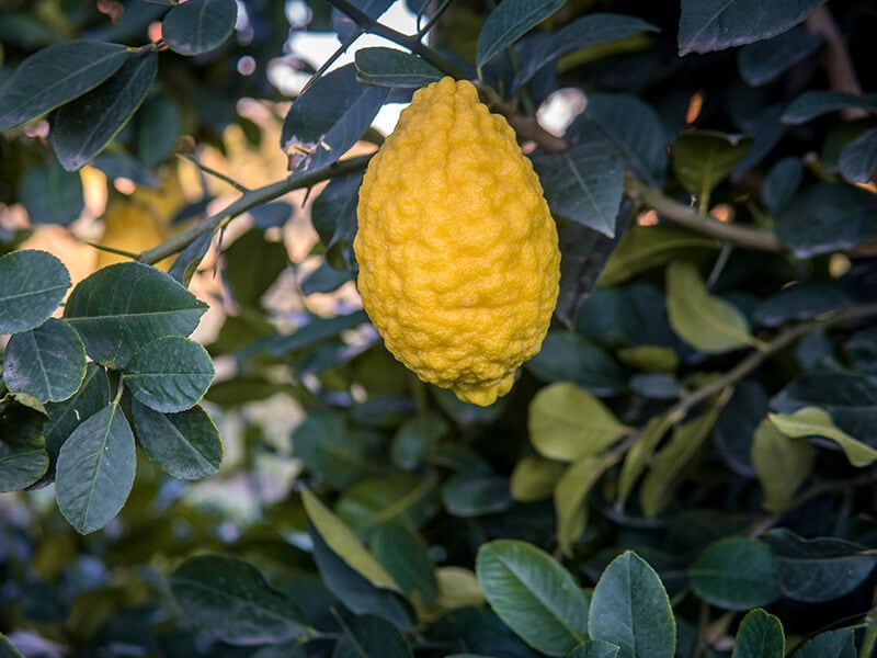 Citron Lemons