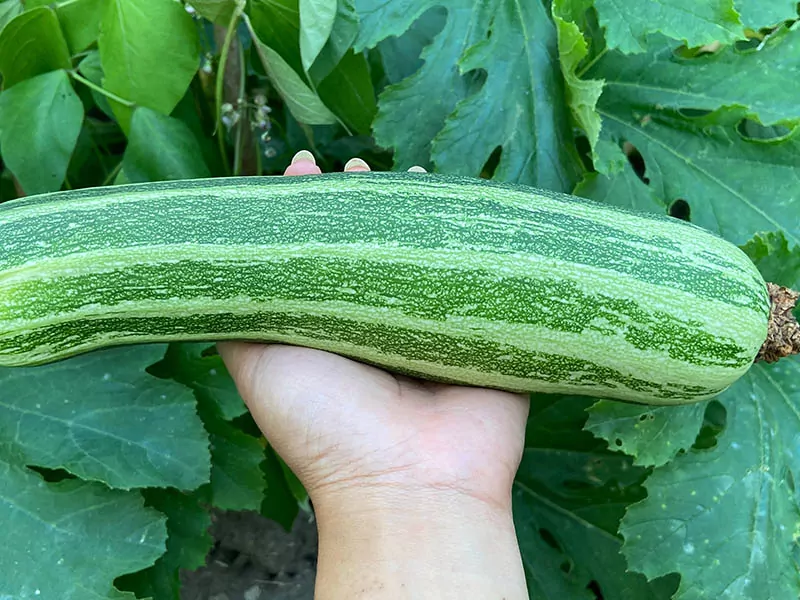 Coccozella Zucchini