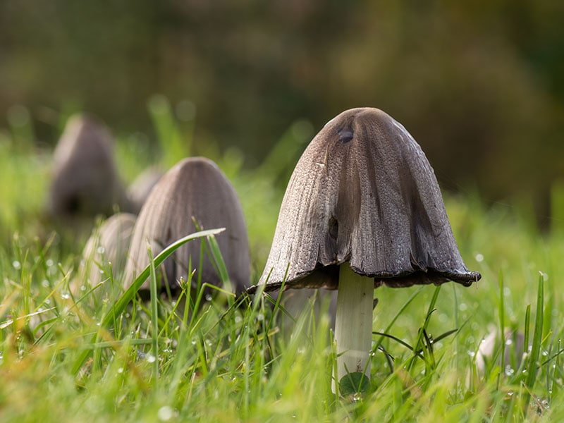 Common Ink Cap Mushrooms