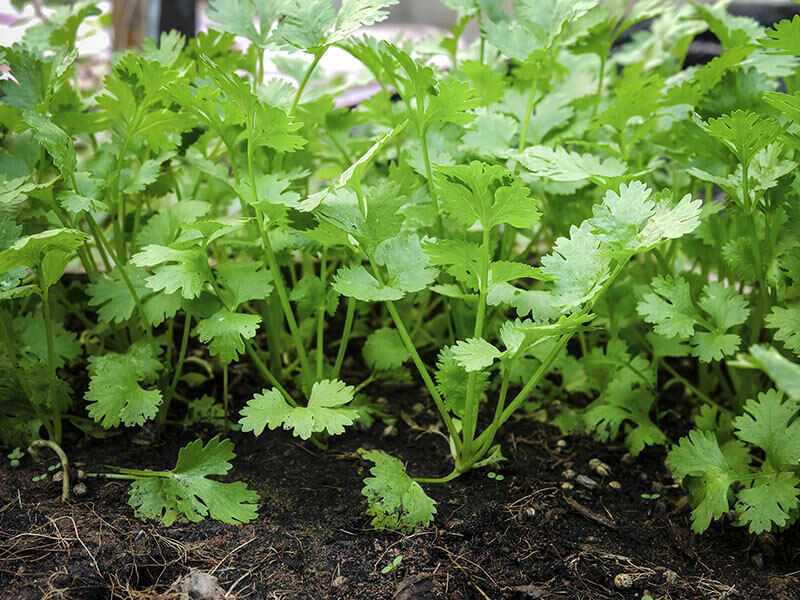 Coriander In Gardening Food