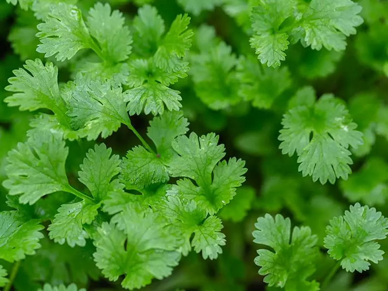 Coriander Leaves Vegetables Garden