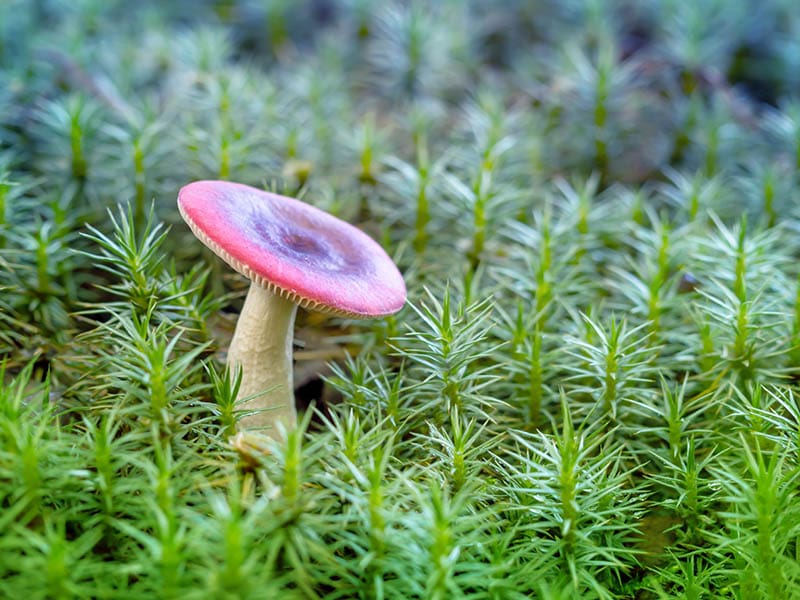 Crab Brittlegill Mushroom