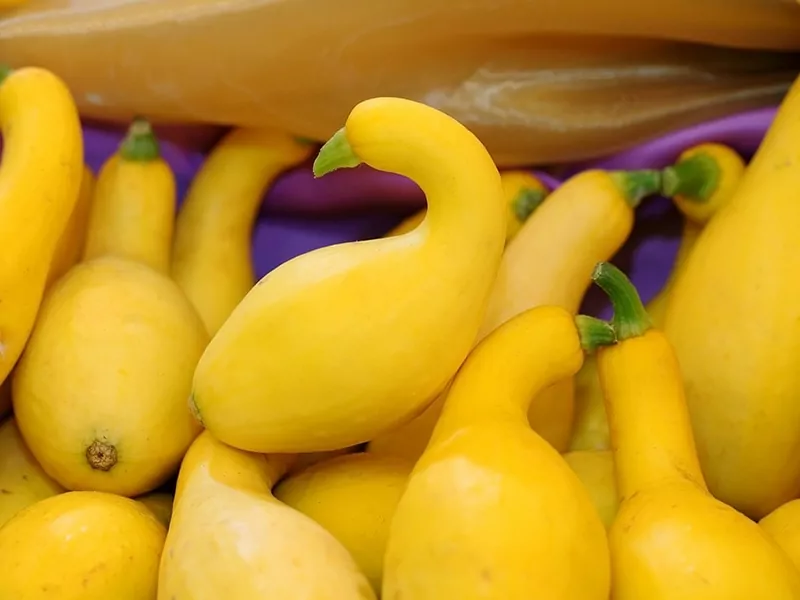 Crookneck Squash