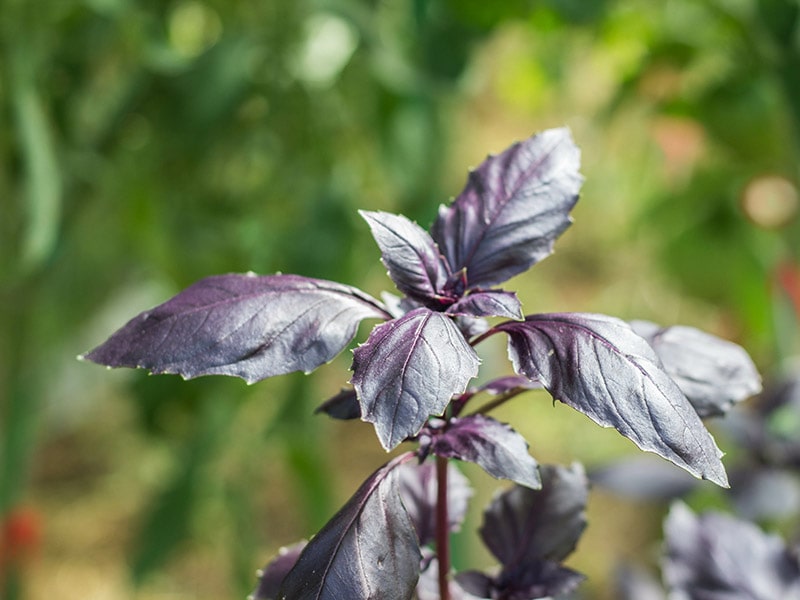 Dark Purple Basil