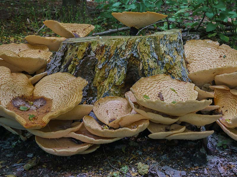 Dryad’S Saddle