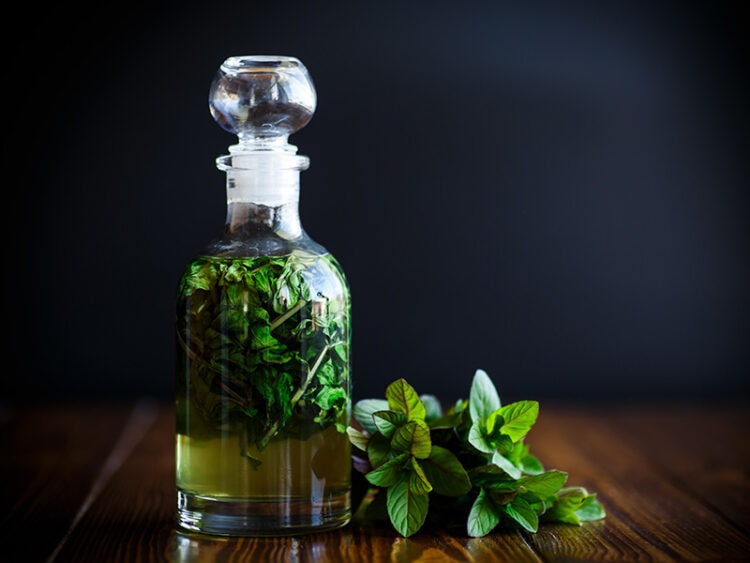 Basil Vs. Mint Differences You Have To Know 2023