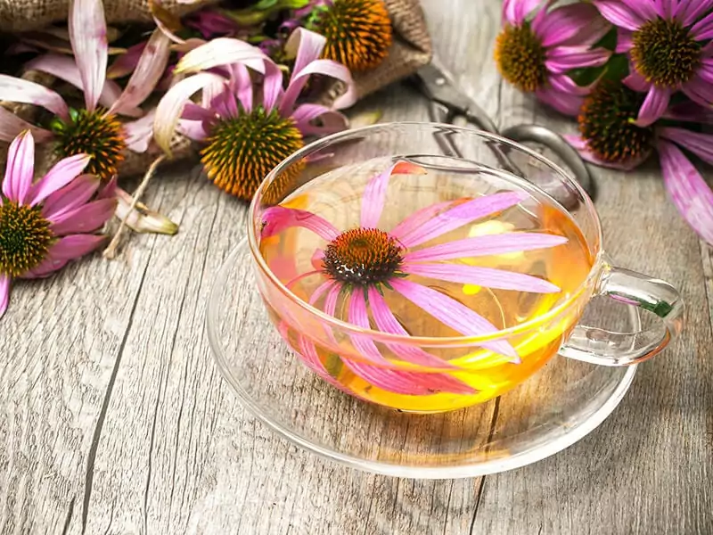 Echinacea Tea