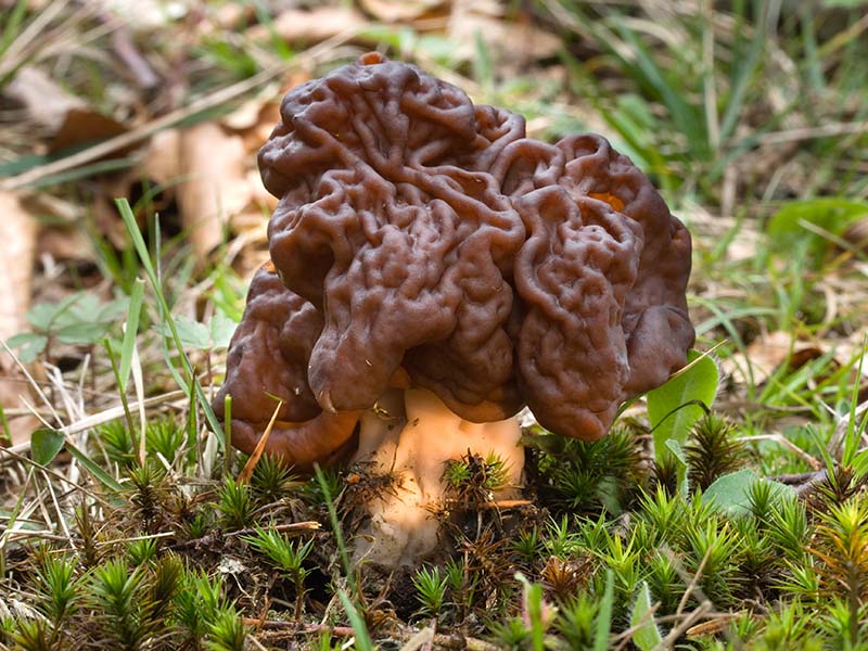 False Morel Mushrooms