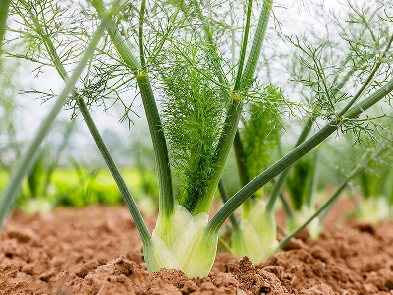 Fennel Bulbs