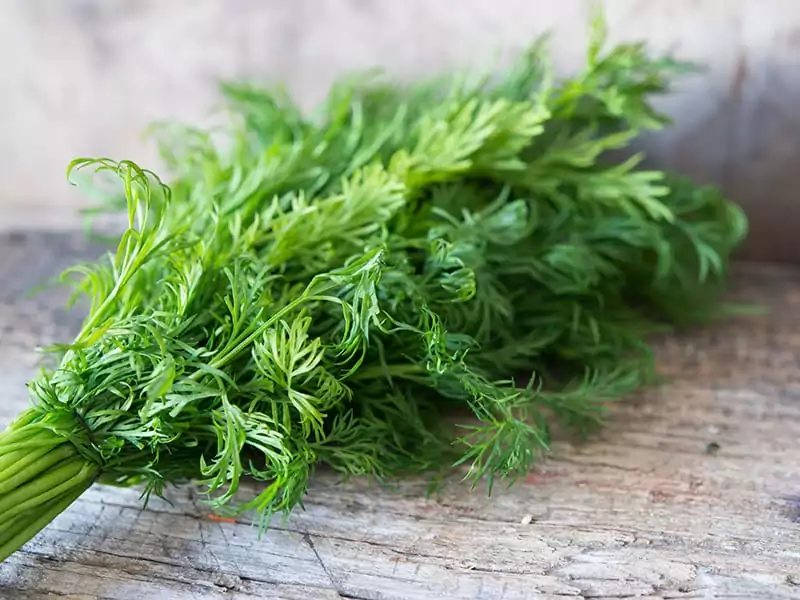 Fennel Leaves